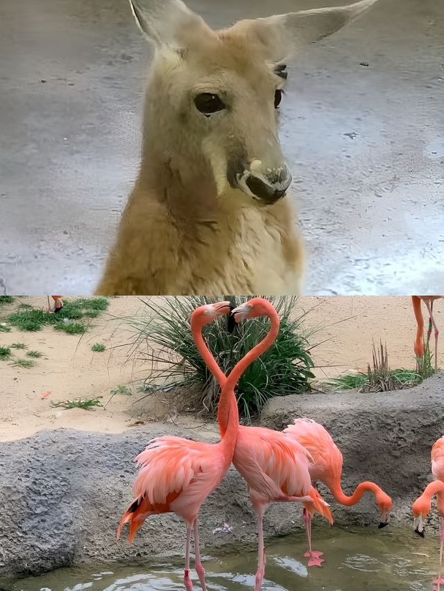 秦嶺野生動物園開園了，不一樣的體驗