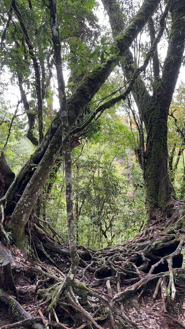 屏邊 |大圍山原始森林國家公園～