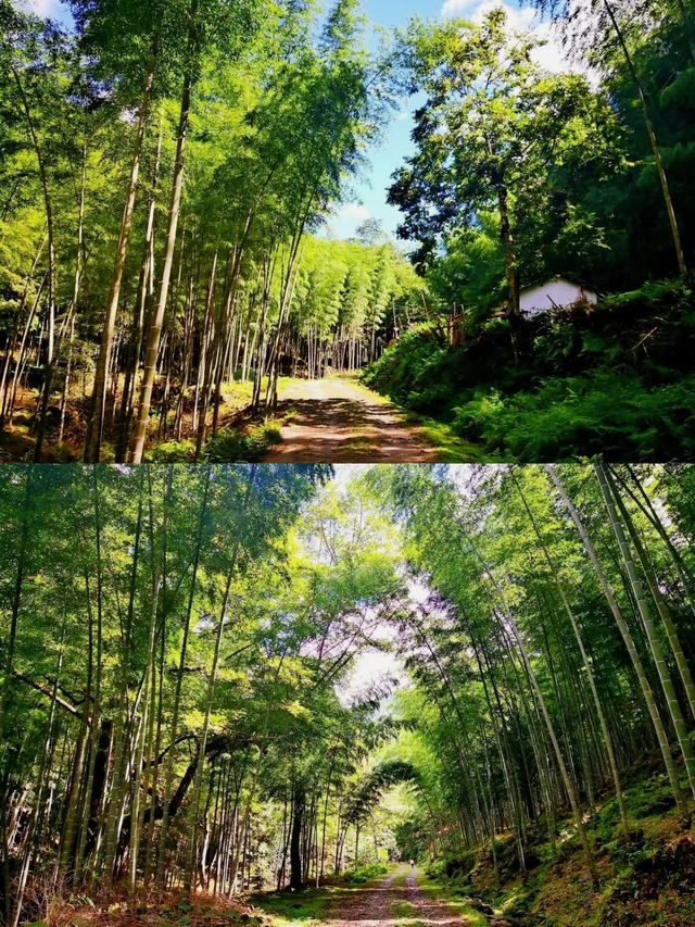 长沙周邊遊 | 株洲神龍谷森林公園