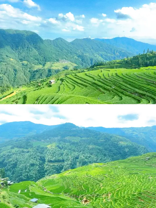 Longji Rice Terraces｜｜You must check in once in August