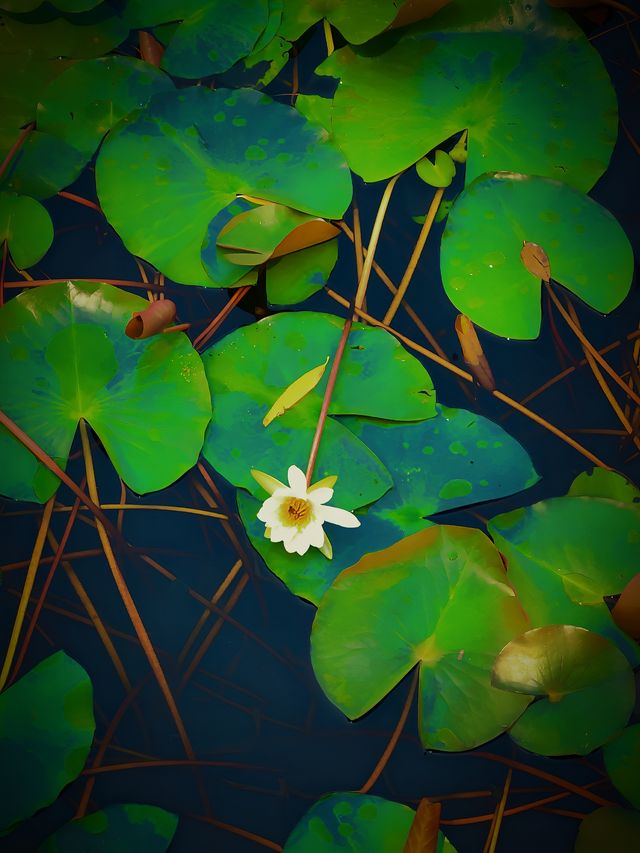 “京”日好去處(十二)——什剎海西海濕地公園 “京”日好去處(十二)——什剎海西海濕地公園