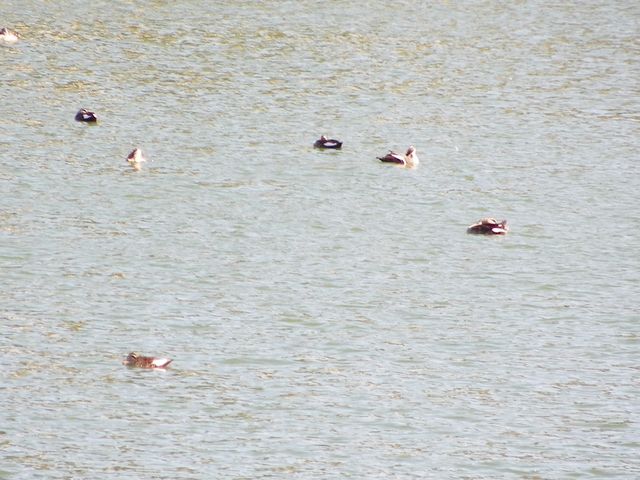 和順古鎮野鴨湖。
