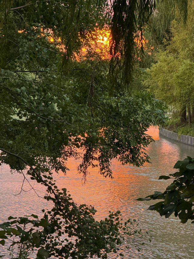 濱江森林公園的粉色夢境，秋日裡的浪漫詩篇。