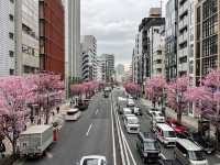 東京景點｜澀谷明治通櫻花盛放