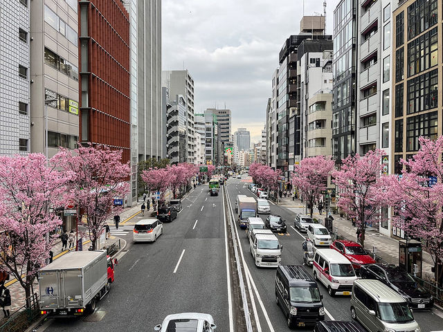 東京景點｜澀谷明治通櫻花盛放
