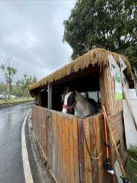逃離上海丨住進山裡泡湯發呆盪鞦韆。