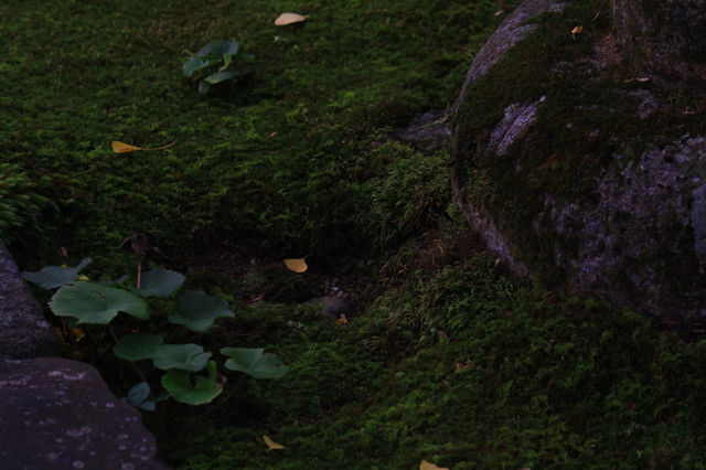 叡山電鐵「瑠璃光院」的途中可以去|蓮華寺。