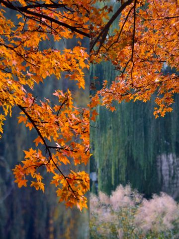 圓明園公園的絕美秋景即將消逝,趕快去欣賞吧。 圓明園公園的絕美秋景即將消逝,趕快去欣賞吧。
