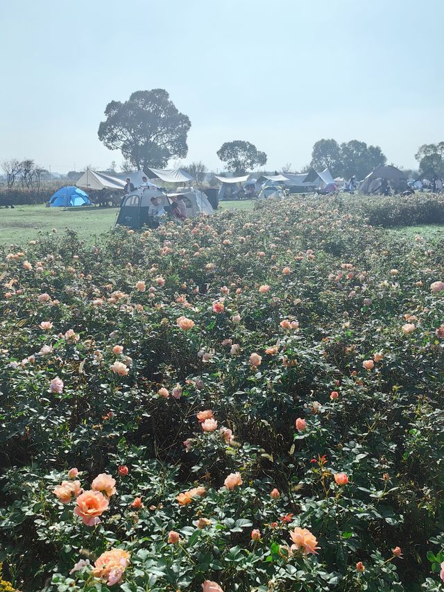 可以衝嘉北郊野公園的稻田（附保姆級攻略）。