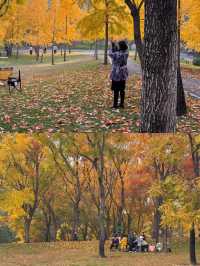 北京這個無人公園銀杏美得離譜。