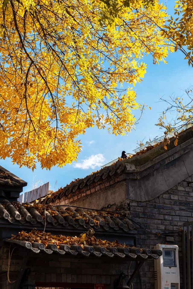 說真的，總要在秋天來一次北京吧！。