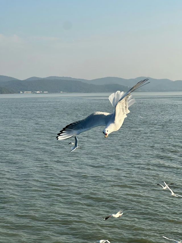 江蘇無錫鼋頭渚：浪漫落日海鷗。