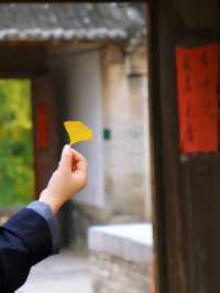成都一日遊，雲頂山賞銀杏遊玩攻略。