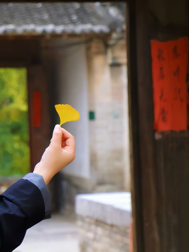成都一日遊，雲頂山賞銀杏遊玩攻略。