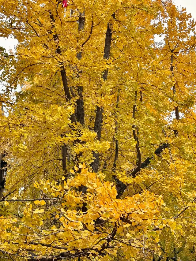 A Must-See Guide to Chengdu in Autumn. 