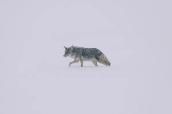 Discover Yellowstone as a Unique Winter Destination in North America! Discover Yellowstone as a Unique Winter Destination in North America!