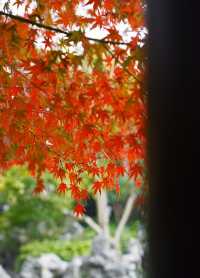 上海賞葉：桂林公園的紅葉與銀杏，12.7拍攝