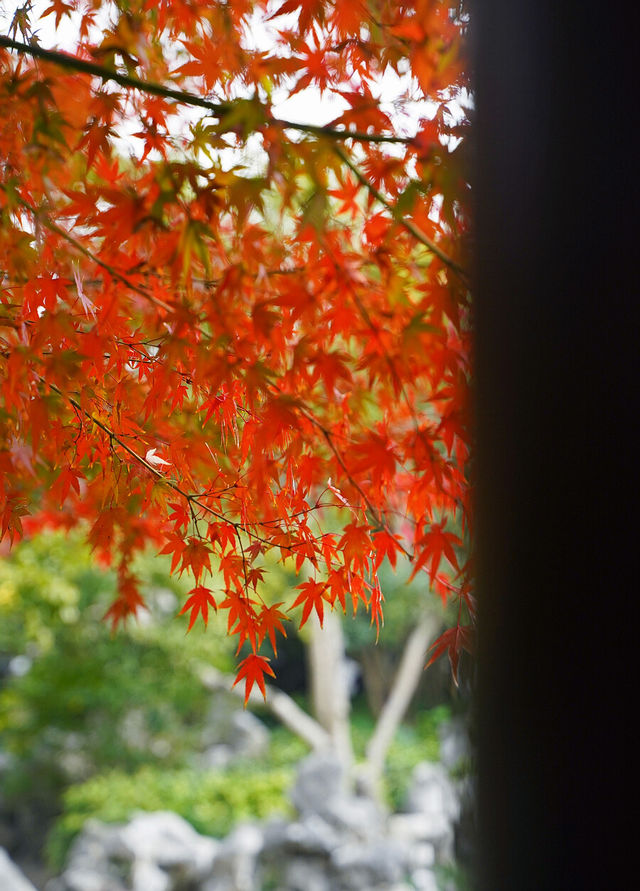 上海賞葉：桂林公園的紅葉與銀杏，12.7拍攝