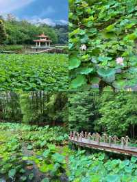 仙湖植物園一日遊❗️保姆級攻略（附路線）