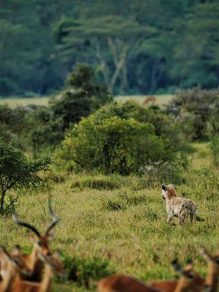 8일 겨울 케냐 여행 초상세 가이드 미리보기