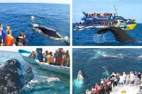 Whale Watching in Mirissa, Sri Lanka