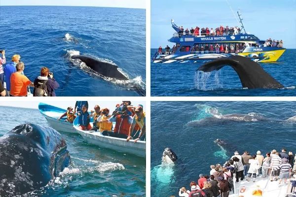 Whale Watching in Mirissa, Sri Lanka