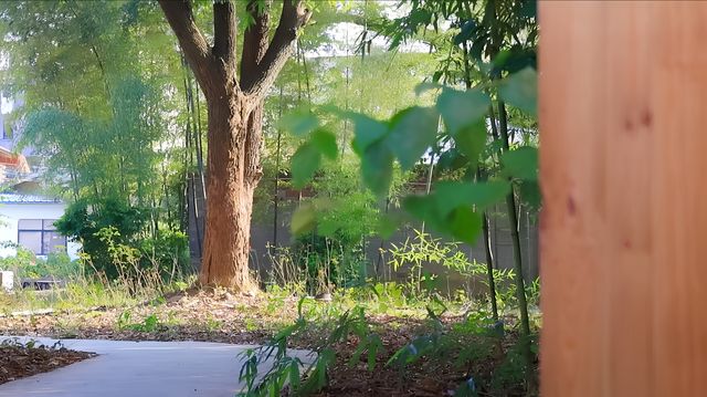 走進綠野仙蹤｜東江湖漫居樹隱秘境