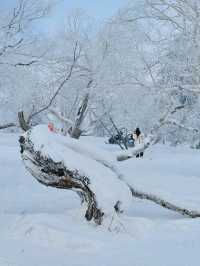 黑龍江的「富士山」，像是走進了林海雪原的夢裏