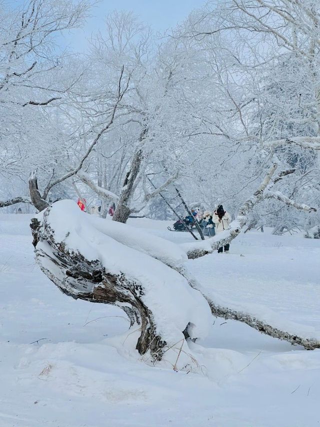 黑龍江的「富士山」，像是走進了林海雪原的夢裏