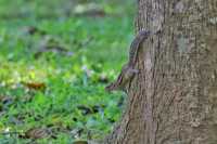 Common Animals in the Royal Botanical Gardens of Kandy
