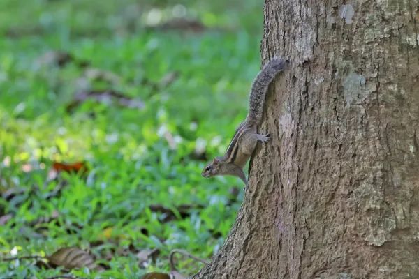 Common Animals in the Royal Botanical Gardens of Kandy