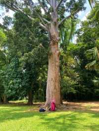 the Royal Botanical Gardens in Kandy, Sri Lanka