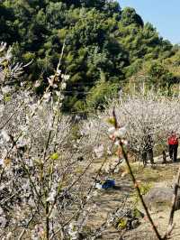 廣州從化雞枕山·白梅花海