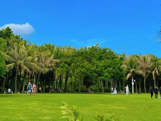#深圳灣公園的海鷗之舞