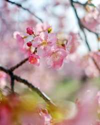 日本河津櫻花祭，賞櫻來啦，附攻略！