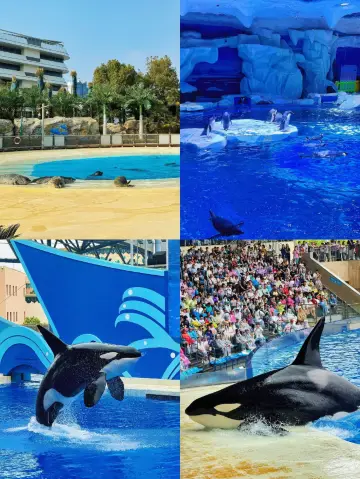 不花冤枉錢！不走冤枉路！上海海昌海洋公園保姆級攻略！