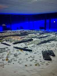 南海博物館『』來海南探索海洋秘境的必打卡之地