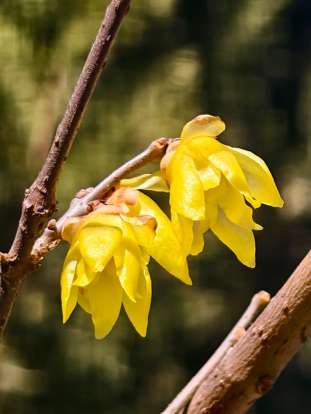 豐慶公園春已至，美好終將來臨！