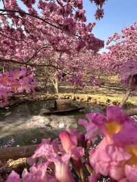 江門綠美生態園🌸 漫山遍野的紫風鈴花海，快來衝！