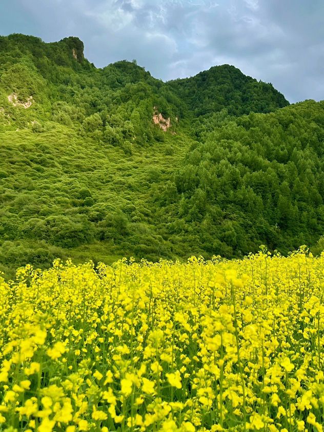 羅平油菜花海 | 金色海洋中的春日童話🫧