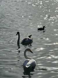 Swan River in Autumn 