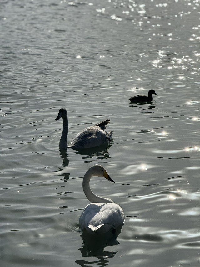 Swan River in Autumn 