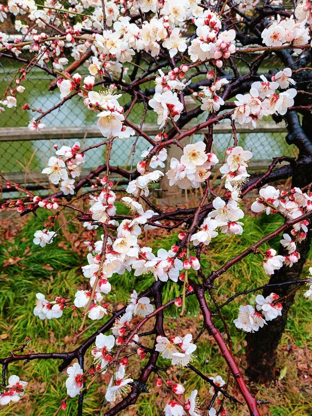 在真如公園遇見「梅」好—踏雨尋梅