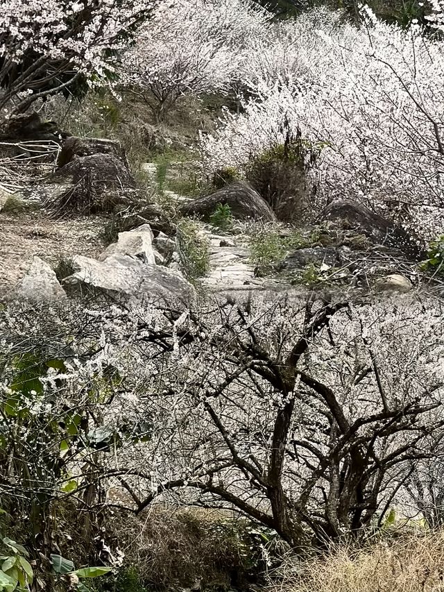 免費廣州0元賞梅花天花板