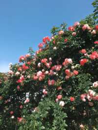 2.15實拍！！立新湖公園月季牆🌸⛲️（春天版～🌸