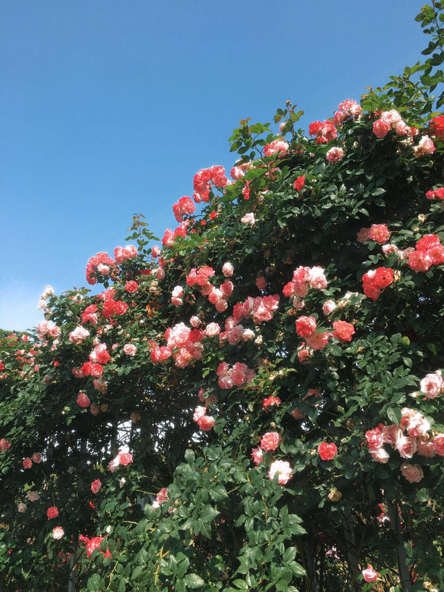 2.15實拍！！立新湖公園月季牆🌸⛲️（春天版～🌸