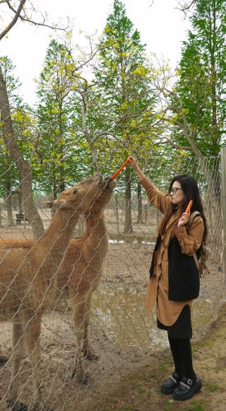 A Trip to Dafeng Milu National Nature Reserve: A Real-Life Animal Kingdom