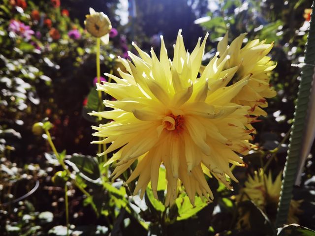 哈利法克斯 Day 1 公眾花園 Public Garden