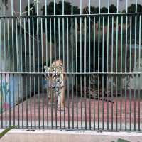 廣州動物園🐼帶娃必去❗️全攻略