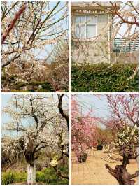 上海，仲去世紀公園？莘莊梅園靚到暈！